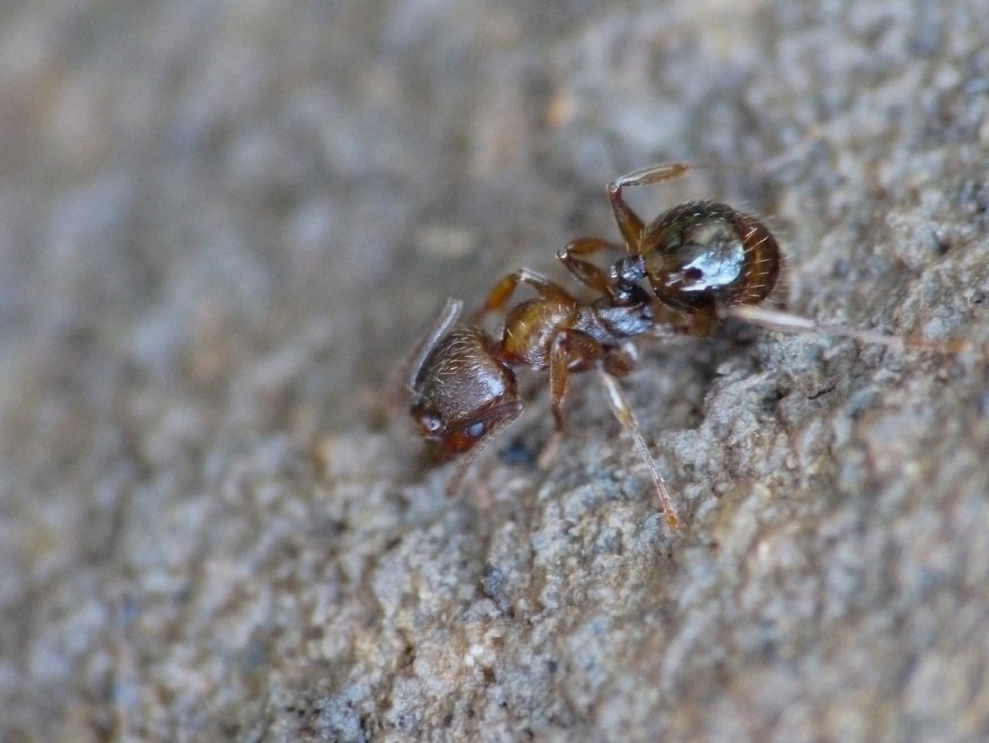 Formiche brune: Aphaenogaster cfr. subterranea